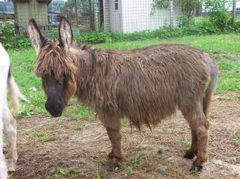 miniature donkeys new jersey