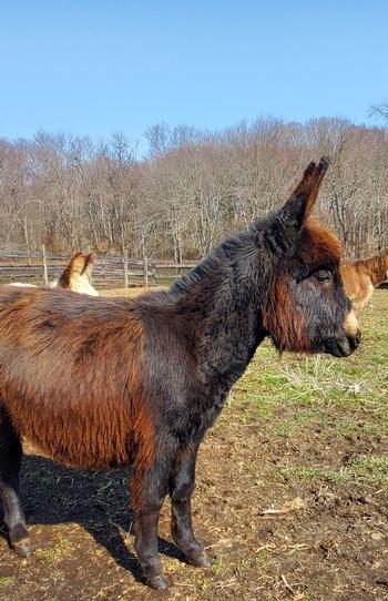 miniature donkeys New Jersey