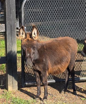 miniature donkeys New Jersey