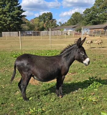 miniature donkeys New Jersey