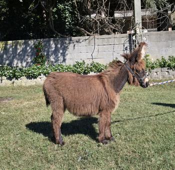 miniature donkeys New Jersey