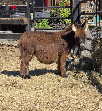 mini donkeys for sale NJ