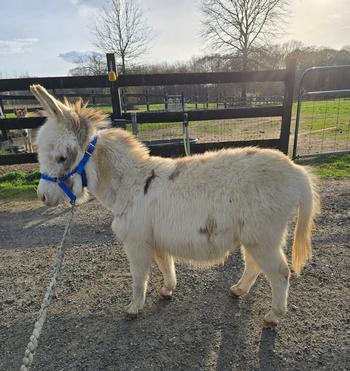 miniature donkeys New Jersey