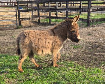 miniature donkeys New Jersey
