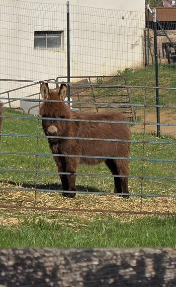 miniature donkeys New Jersey