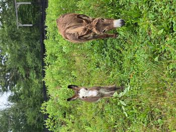 miniature donkeys New Jersey
