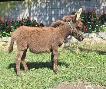 miniature donkeys New Jersey