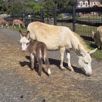 miniature donkeys New Jersey