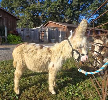 miniature donkeys New Jersey