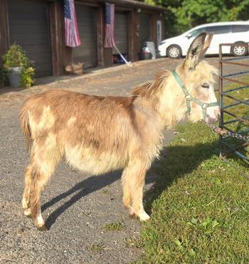 miniature donkeys New Jersey
