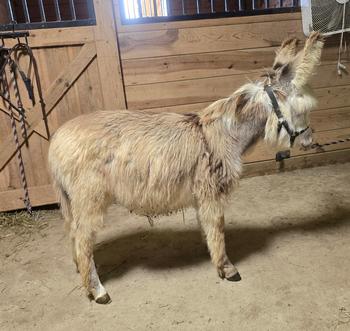 miniature donkeys New Jersey