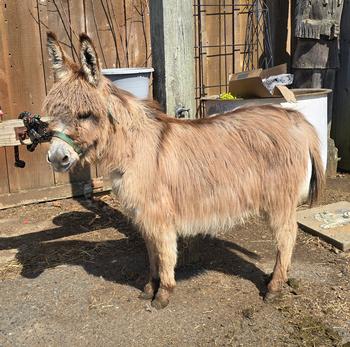 miniature donkeys New Jersey