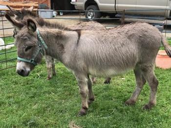miniature donkeys