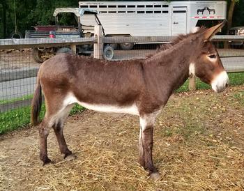 mini donkeys for sale NJ