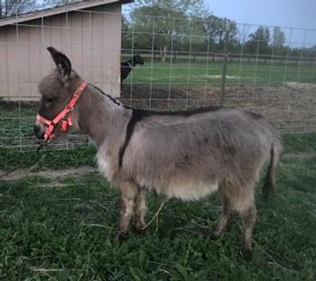 miniature donkeys New Jersey