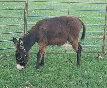 mini donkeys for sale NJ