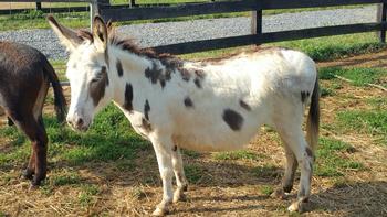 miniature donkeys