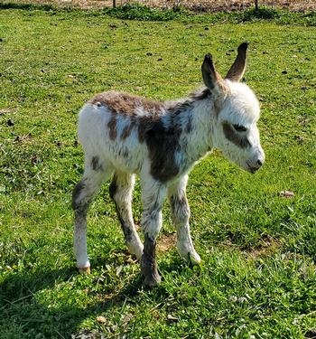 mini donkeys for sale NJ