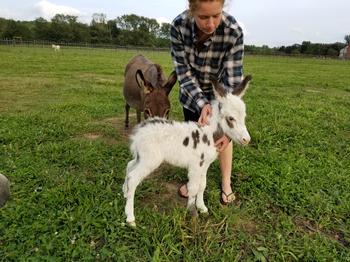 miniature donkeys