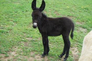 miniature donkeys