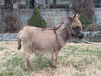 miniature donkeys