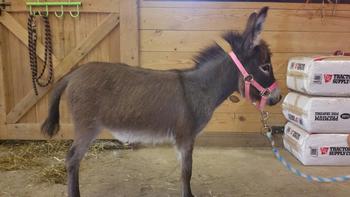 miniature donkeys