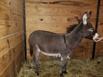 miniature donkeys