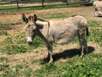 miniature donkeys