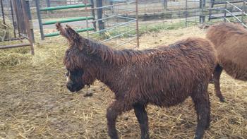 miniature donkeys