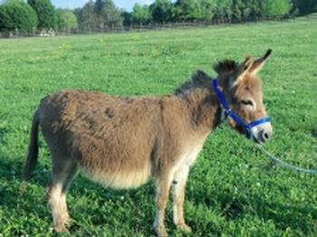miniature donkeys