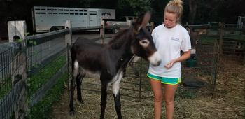mini donkeys for sale NJ