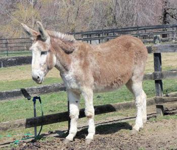 miniature donkeys