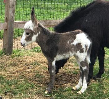 miniature donkeys