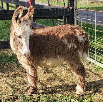 mini donkeys for sale NJ