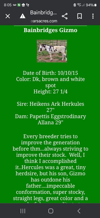 miniature donkeys New Jersey