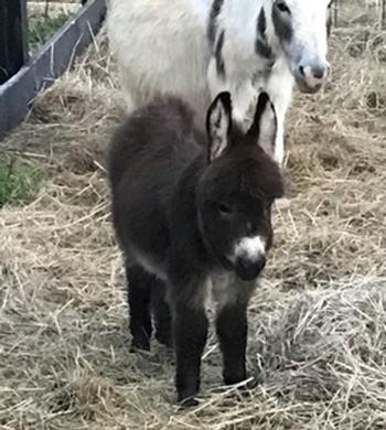 miniature donkeys