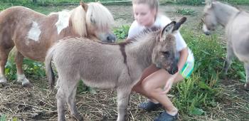mini donkeys for sale NJ
