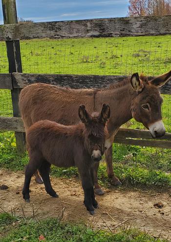 mini donkeys for sale NJ