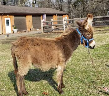 mini donkeys for sale NJ