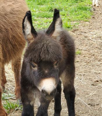 mini donkeys for sale NJ