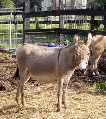 mini donkeys for sale NJ