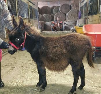 miniature donkeys