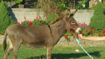 miniature donkeys