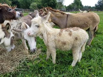 miniature donkeys New Jersey