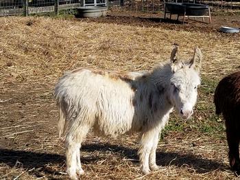 miniature donkeys