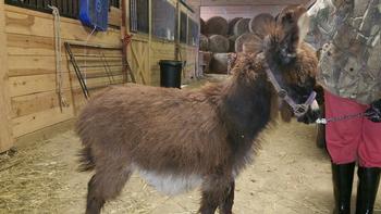 miniature donkeys