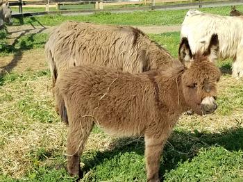 miniature donkeys