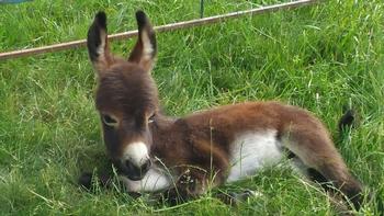 miniature donkeys