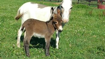 miniature donkeys