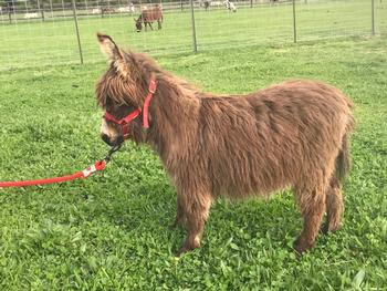 miniature donkeys